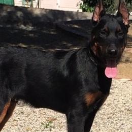 Beaucerons from Gardien Des Chutes