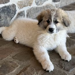 Hazel (Miss White) - White and badger female Great Pyrenees puppy in Sapphire, North Carolina from Sapphire Valley Great Pyrenees