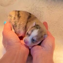 Boy 1 - Merle male Pomsky puppy in Michigan from Blue Water Pomskies
