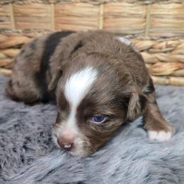 Chassis - Red merle female Miniature Australian Shepherd puppy in Paris, Texas from Blue Envy Mini Aussies