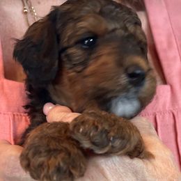 Agnes - Sable female Bernedoodle puppy in Montverde, Florida from Central Florida Bernedoodles
