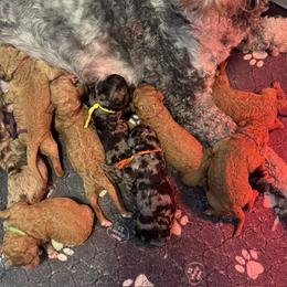 Paloma - Apricot female Goldendoodle puppy in Mount Pleasant, Tennessee from Doodle My Heart