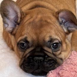 Boy 2 - Fawn male French Bulldog puppy in Litchfield, Ohio from Rock N’ Roll Frenchies