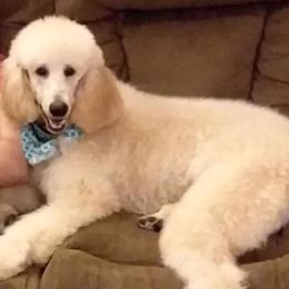 Poodles from Bellas Beauty’s