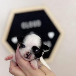Chloe - Black and white female Chihuahua puppy in Harrison, Michigan from Cloud9 Chihuahuas
