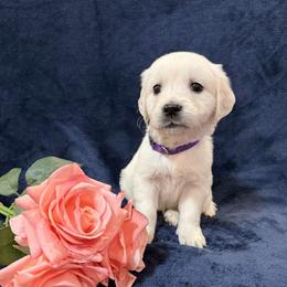 Eloise (Daphne) - Light golden female Golden Retriever puppy in Conroe, Texas from Tails of Cypress