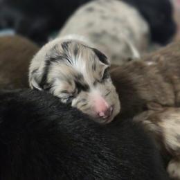 Light pink girl - Blue merle female Australian Shepherd puppy in Rainsville, Alabama from Chaparro Farm