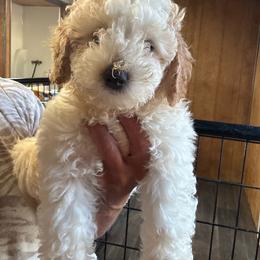 Theodore - male Poodle puppy in Greensburg, Kentucky from Doodle Me Crazy