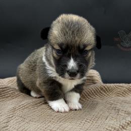 Dover - Sable male Pembroke Welsh Corgi puppy in Elberta, Utah from 3F Farms- Pembroke Welsh Corgis and Irish Wolfhounds