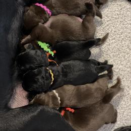 Labrador Retriever Puppies from Crout Kennels