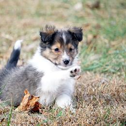 Pomsky, Rottweiler, Shetland Sheepdog, and Toy Shetland Sheepdog Puppies from Mountain High Kennels