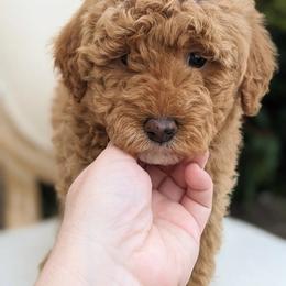 Aussiedoodle and Goldendoodle Puppies from Ever After Doodles Arizona
