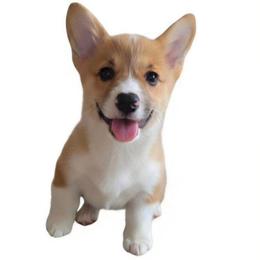 Danny - Red male Pembroke Welsh Corgi puppy in Ethridge, Tennessee from Liberty Hill Farm