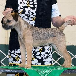 Border Terriers from Ups ‘N Downs Border Terriers