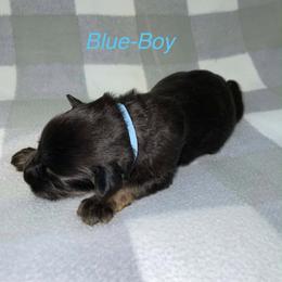 Blue Boy - Black and red male German Shepherd puppy in Hancock, New Hampshire from Kysarah German Shepherds