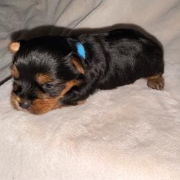 Blue boy - Black and tan male Yorkshire Terrier puppy in Booneville, Mississippi from Pinky's Puppies
