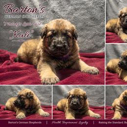 Denali aka Kali - Sable female German Shepherd puppy in Yuba City, California from Barton’s German Shepherds