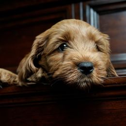 Australian Labradoodle Puppies from Lake Blue Australian Labradoodles