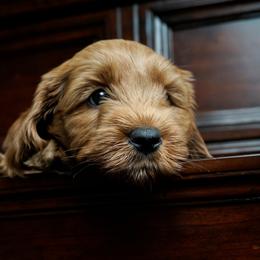 Australian Labradoodle Puppies from Lake Blue Australian Labradoodles