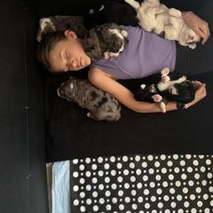 Australian Mountain Doodle and Bernedoodle Puppies from Boxwood Doodles