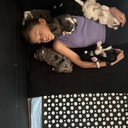 Australian Mountain Doodle and Bernedoodle Puppies from Boxwood Doodles