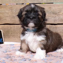 Bobble - Brown male Lhasa Apso puppy in Jefferson, New York from Absolute Lhasa Love