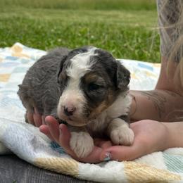 Brexley - Blue merle female Bernedoodle puppy in Moulton, Iowa from Shondel Puppy Paws