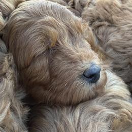 Goldendoodle and Labrador Retriever Puppies from BV Labs & Doodles
