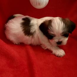 Boy 1 - White male Lhasa Apso puppy in Florence, Kentucky from Ky Ritz Lhasa’s.  formerly (Karen‘a Lhasa Apsos)