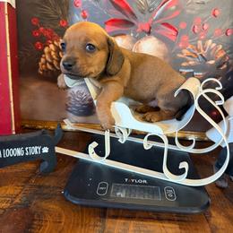Sydnie    CKC - Sable female Dachshund puppy in Madisonville, Texas from Little B’s Dachshund Farm
