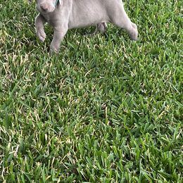 Boy 3 - Weimaraner puppy in Lone Camp, Texas from Bullard’s Weimaraners
