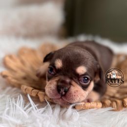 French Bulldog Puppies from Bates Bulldogs