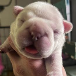 Posy - Cream female French Bulldog puppy in Dubois, Idaho from White Hippo Frenchies