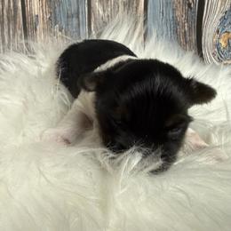 Xavier - Parti male Yorkshire Terrier puppy in Tulsa, Oklahoma from Conns Cuddly Canines
