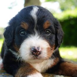 Yvette - Tri-color female Bernedoodle puppy in Folsom, Louisiana from DoodlesFarmCo