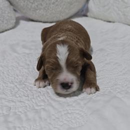 Ridge - Red  male Goldendoodle puppy in Floyd, Virginia from Hearts and Paws Poodles and Doodles