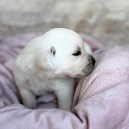Labrador Retriever Puppies from Knotty Creek Labradors