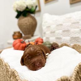 Pluto - Caramel red male Australian Labradoodle puppy in Palmdale, California from Pixie Doodle Paws