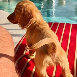 Dachshund Puppies from Meldox