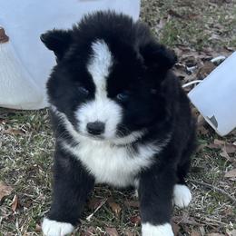Samson - Black and white male Siberian Husky puppy in Summerville, South Carolina from Carolina Husky Lodge