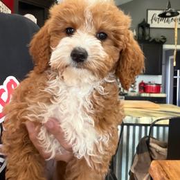 Peanut - Red  female Goldendoodle puppy in Cedar Springs, Michigan from Pecks Oodle Doodles