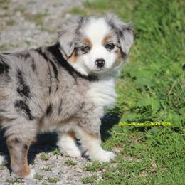 Gabriel - Blue merle Miniature American Shepherd puppy in Hillsdale, Michigan from Faithwalk Aussies and Mini American Shepherds