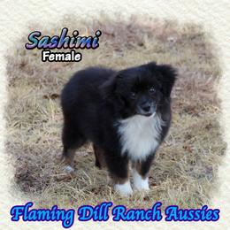 Sashimi - Black tri female Toy Australian Shepherd puppy in Forestburg, Texas from Flaming Dill Ranch Aussies