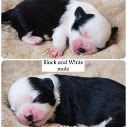 Louie - Black and white male Shichon puppy in Pennsylvania from Manor Hills Shih Tzus