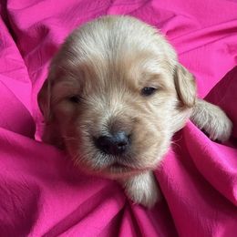 Golden Retriever Puppies from Chevaline Goldens