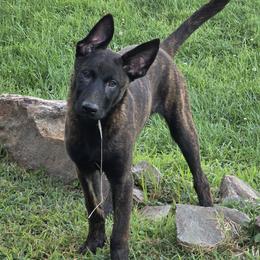Dutch Shepherd Puppies from Acadia CanineTM