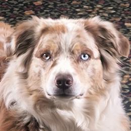 Australian Shepherds from Diane's Australian Shepherds