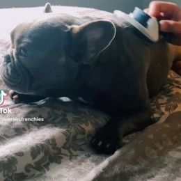 French Bulldogs from Bluerain.frenchies