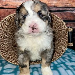 Christmas Henry - Blue merle male Bernedoodle puppy in Sioux Falls, South Dakota from WhiskeyCreek Doodles