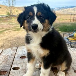 Sandy - Black tri-color female Australian Shepherd puppy in Preston, Idaho from KC Bar Ranch Aussies